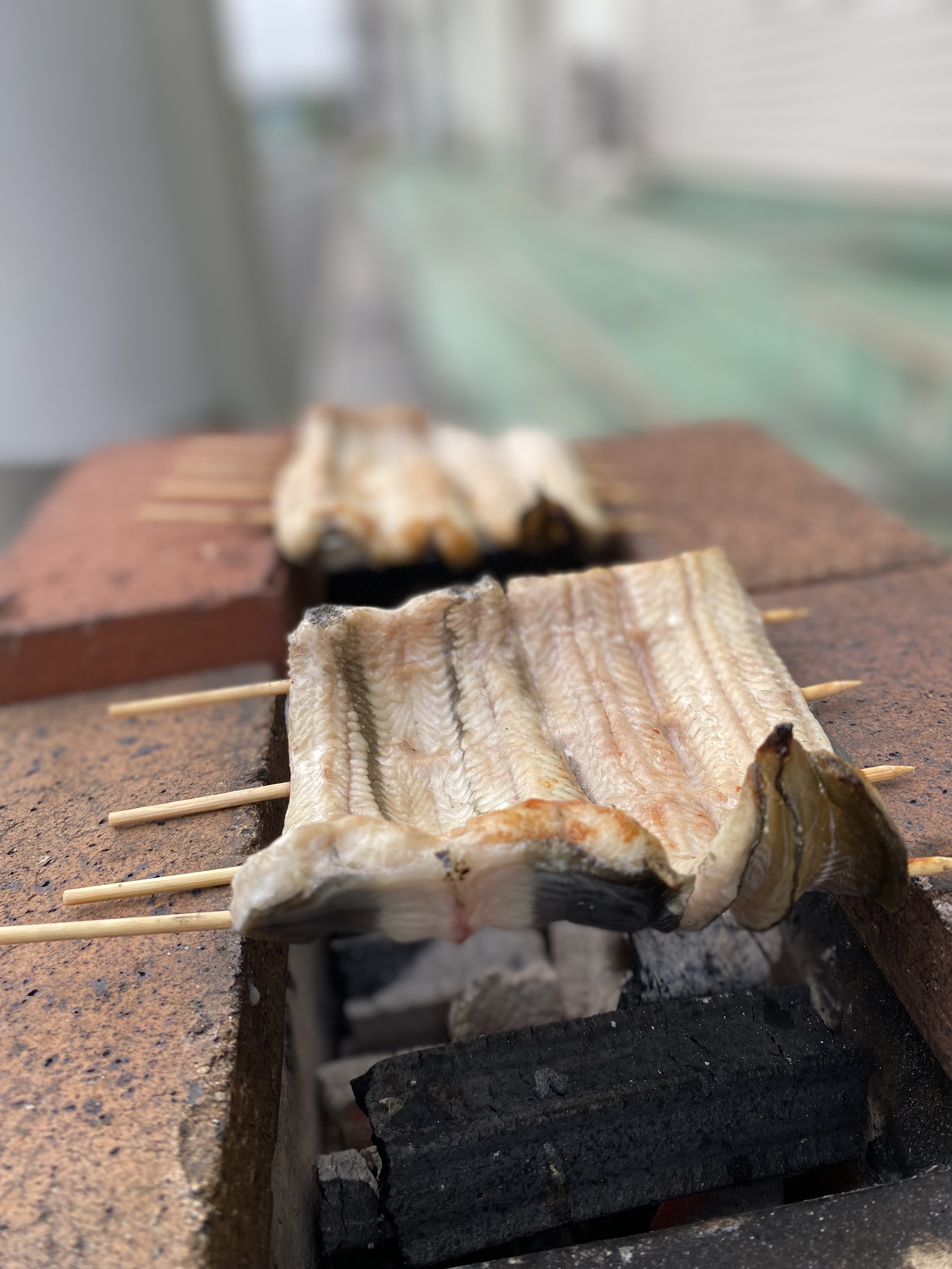 うなぎ‼️古代魚入荷